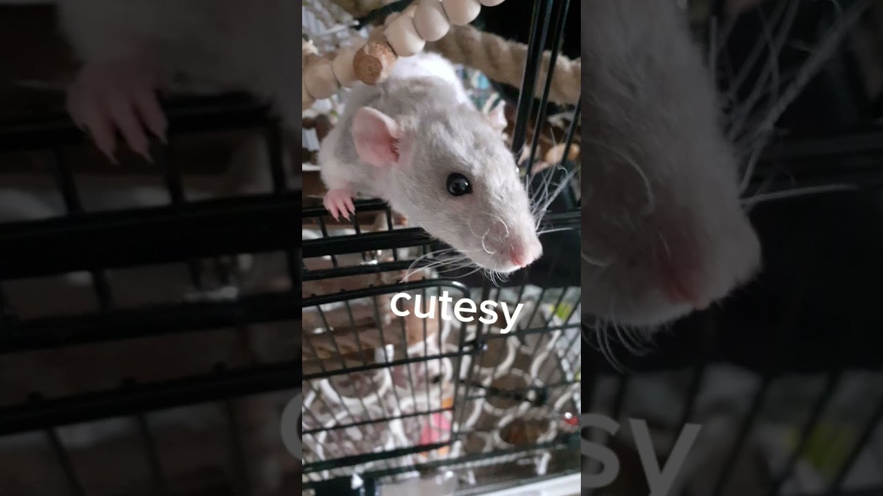 Goofy ahh rat 🐀  heheh 