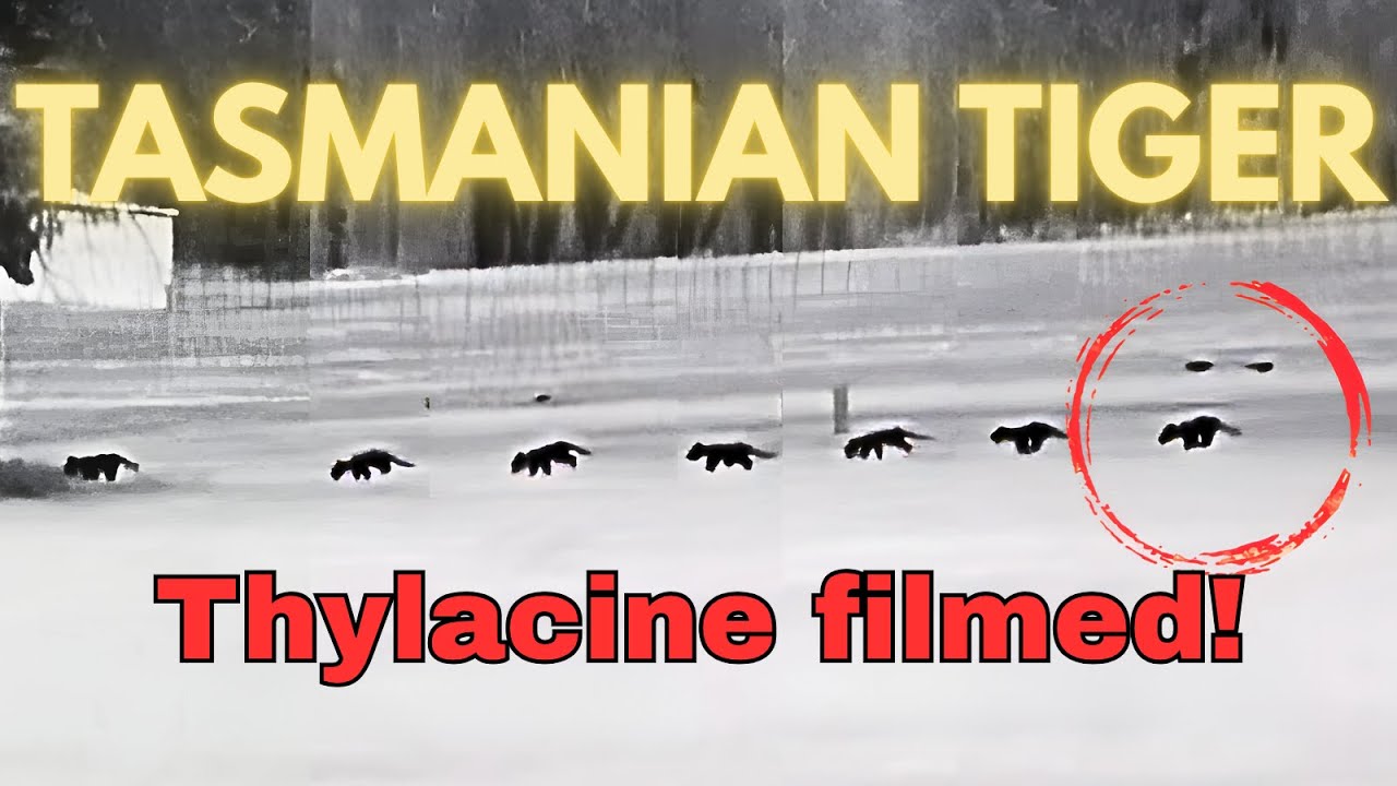 Extinct No More Tasmanian Tiger Filmed on Mainland Australia (Oct 2025) YOWZA