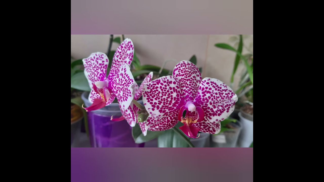 Phalenopsis OX Red Sesame. Фаленопсис красный кунжут