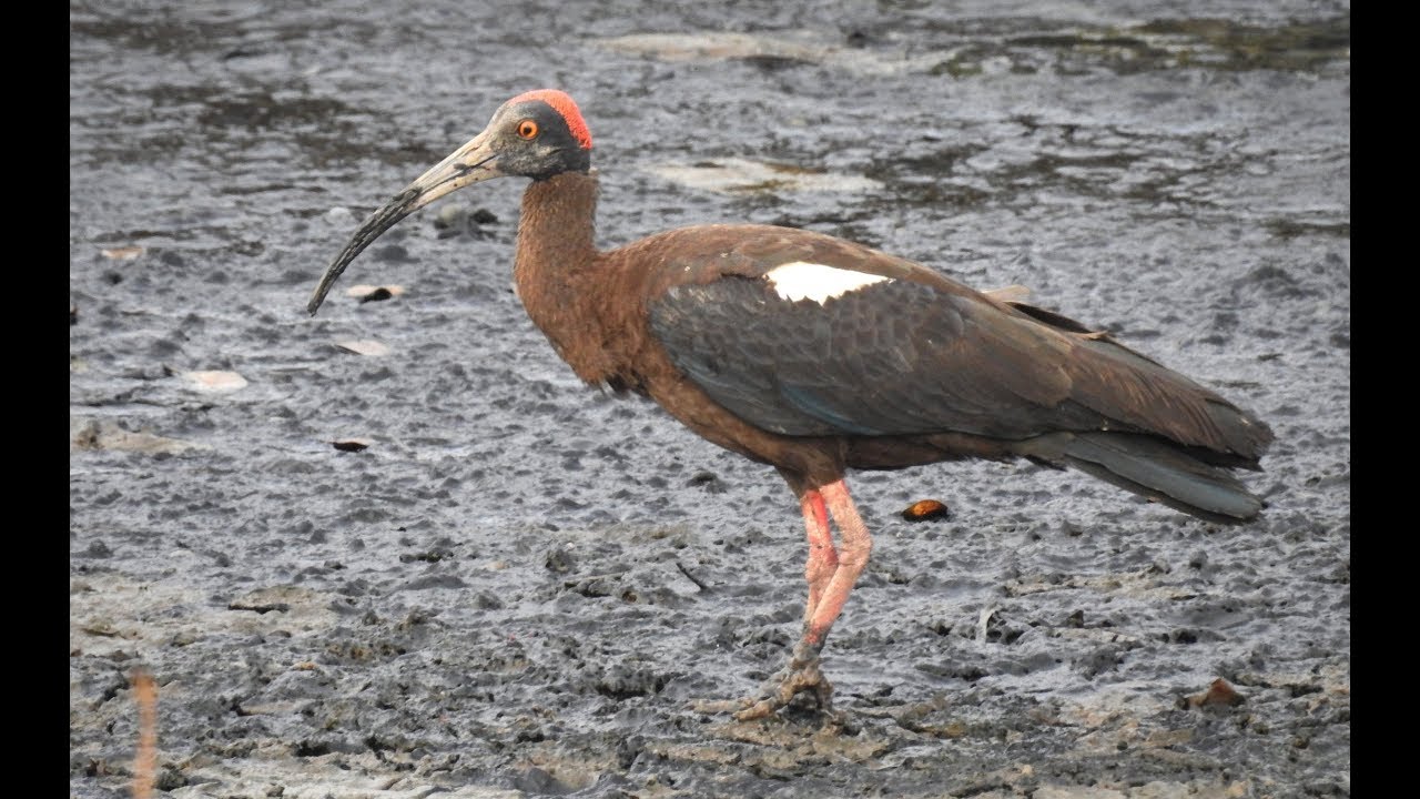 Red-naped Ibis (Pseudibis papillosa) bird feeding behavior best video DSCN5780