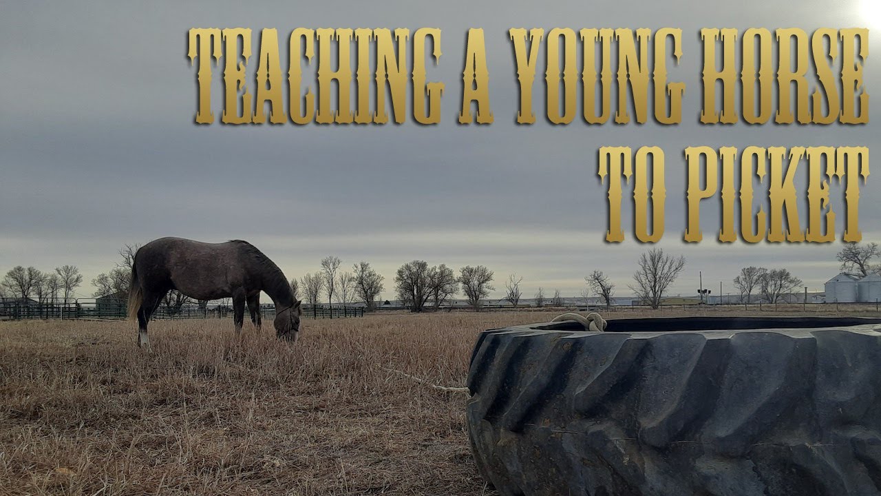 Teaching a Young Horse to Picket
