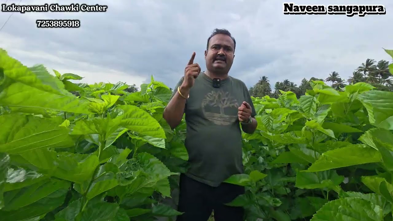 ರೇಷ್ಮೆ ಕೃಷಿಯ ಸಮಗ್ರ ಮಾಹಿತಿ – ಭಾಗ 2 ಹಿಪ್ಪು ನೇರಳೆ ತೋಟವನ್ನು ಅತಿ ಕಡಿಮೆ ಅವಧಿಯಲ್ಲಿ ನಿರ್ಮಾಣ ಮಾಡುವುದು ಹೇಗೆ..?