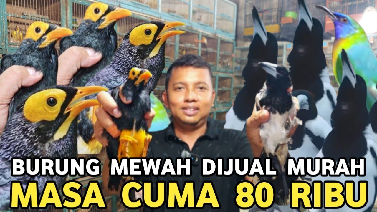 JUALAN APA SEDEKAH || CAK RANTING JTN 50 RIBU KINOY 80 RIBU BEO 700 RIBU JAGAL PAPUA 600 RIBU