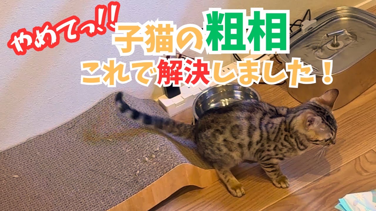 【子猫】子ベンガルの粗相の原因がわかりました
