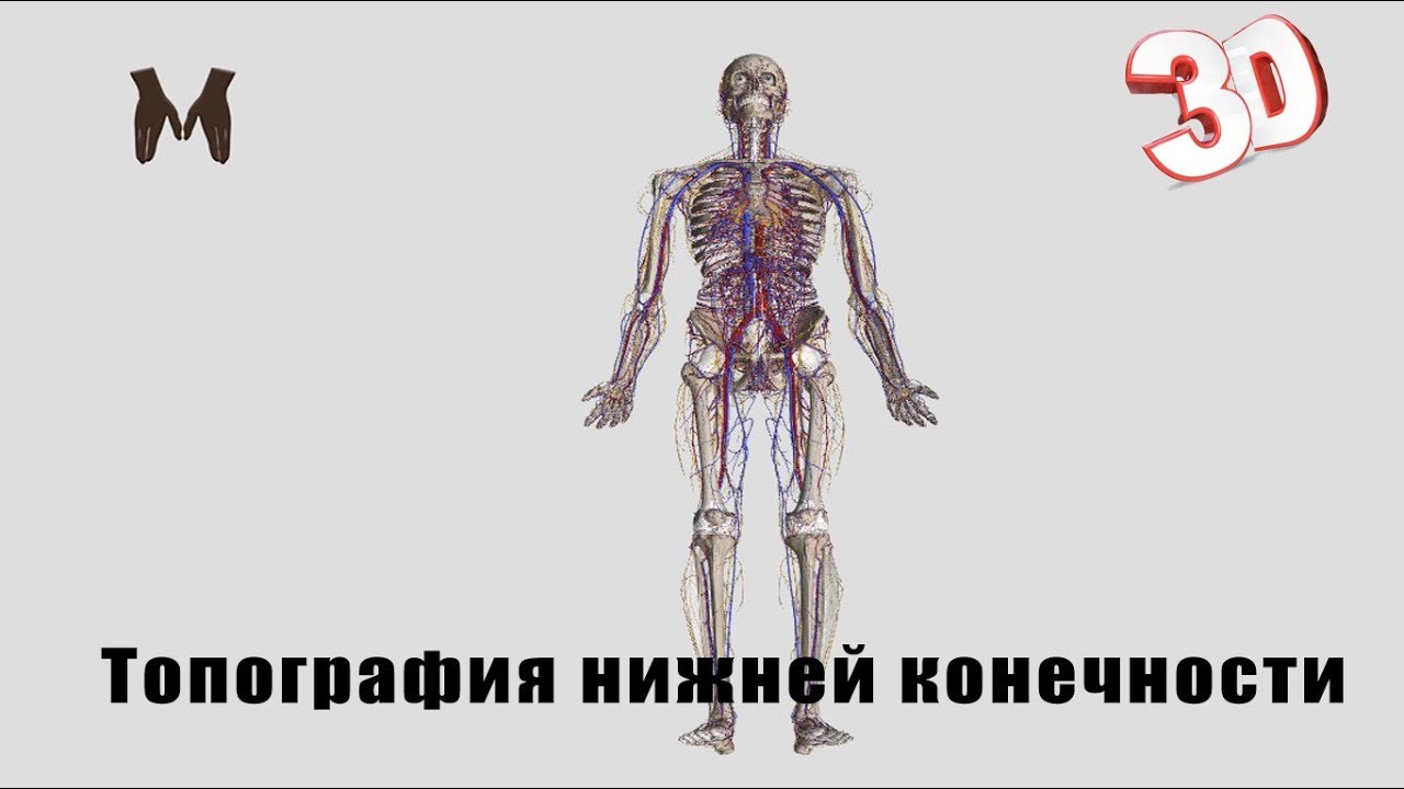 Топография нижней конечности (детальный обзор)/The topography of the lower limb