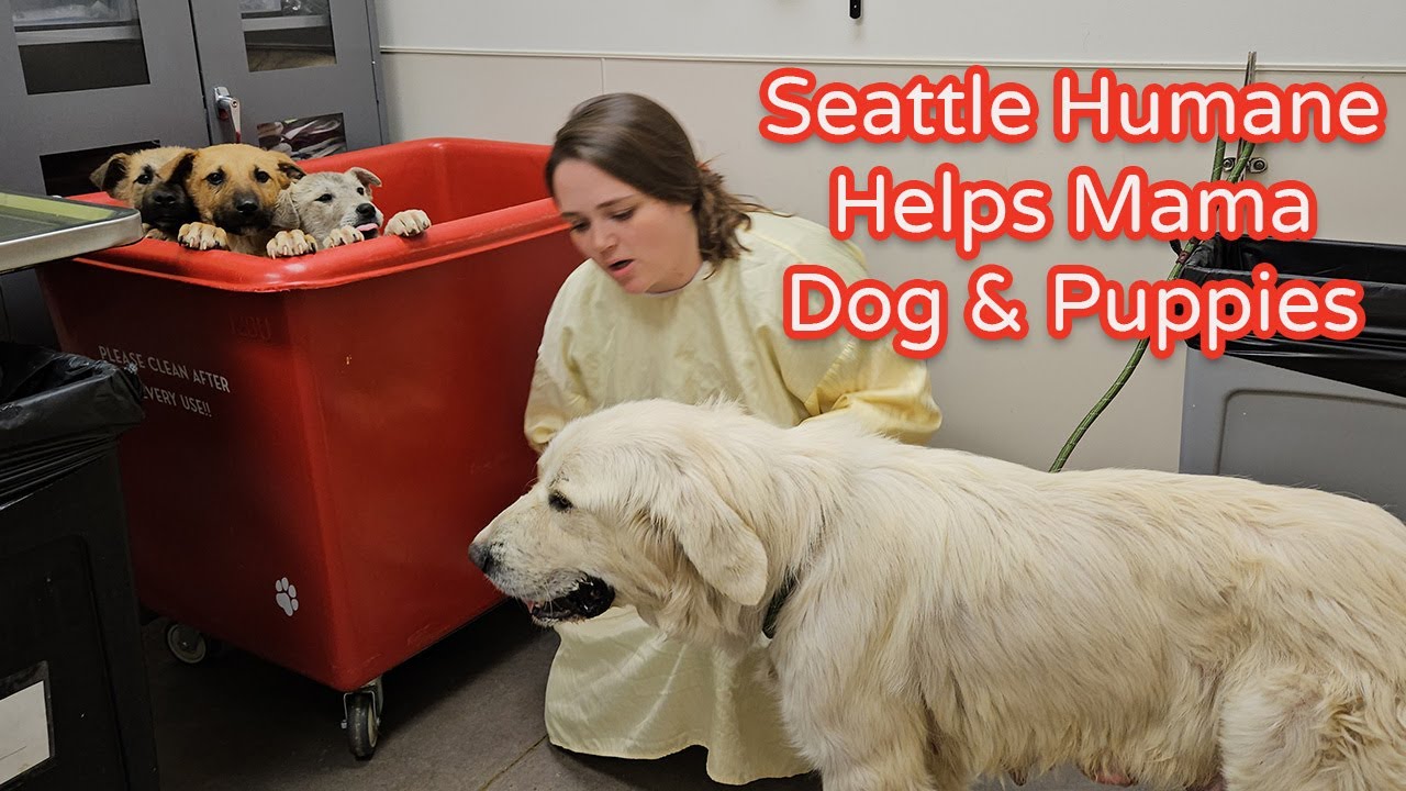 Seattle Humane Helps Mama Dog & Puppies