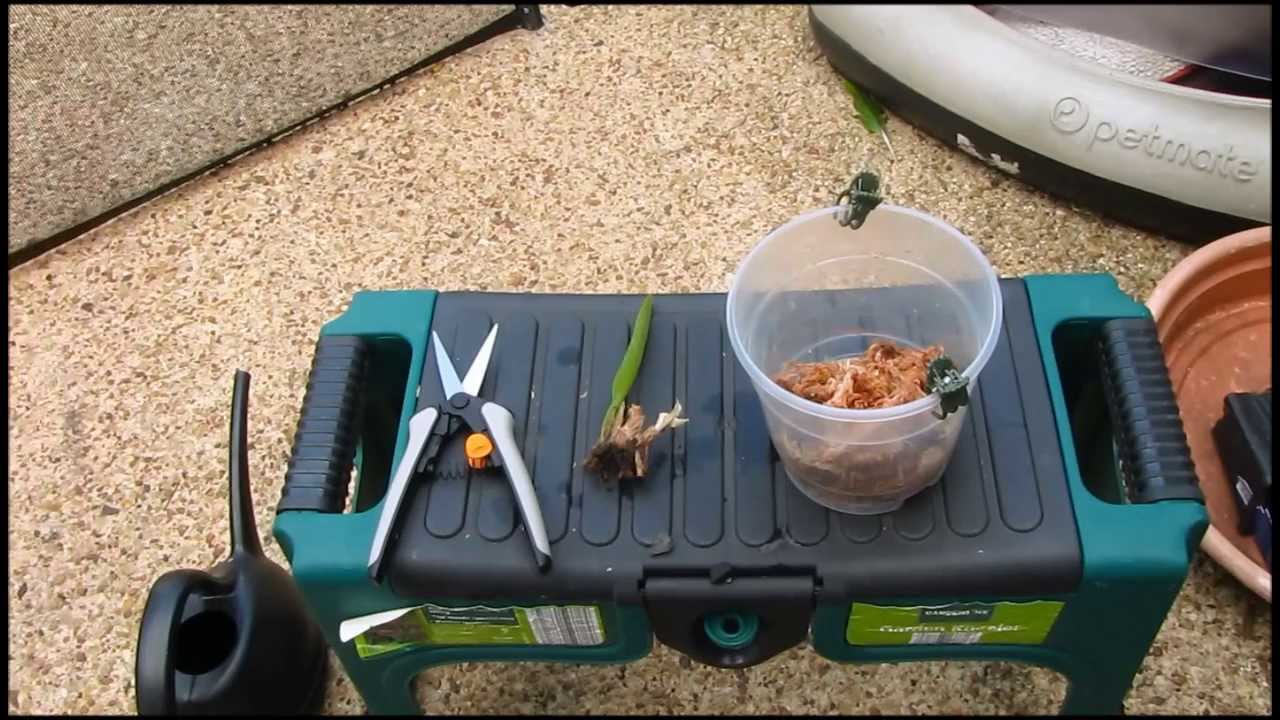 Attempting to save a dying cattleya orchid without any roots