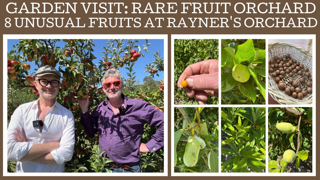 Eight interesting and unusual fruits at Rayner's Orchard! Part 2