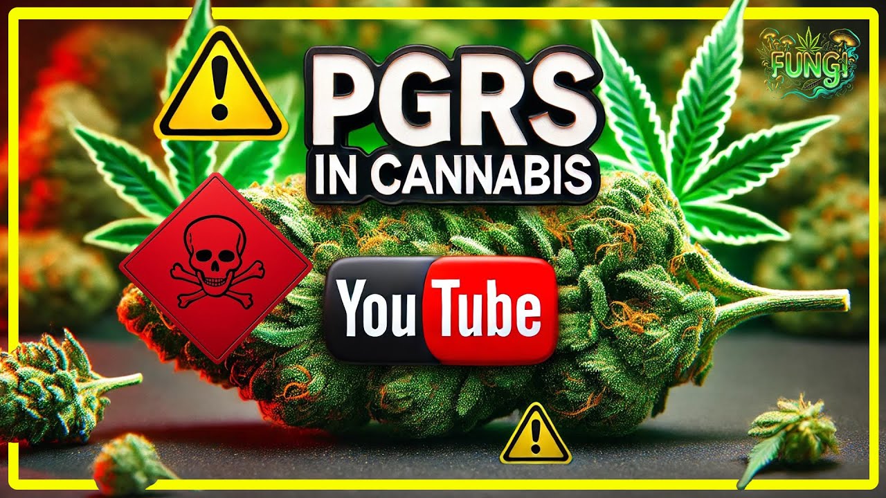 🚨 PGRs in Cannabis 🌿 What They Are & How to Spot Them 👀❌ | Stay Safe!
