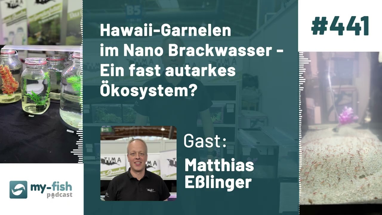 my-fish.org - awaii-Garnelen im Nano Brackwasser - Ein fast autarkes Ökosystem? ( Matthias Eßlinger)