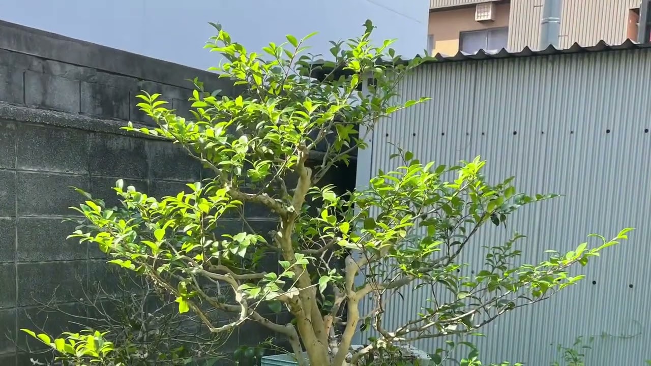 モチの木の自然剪定、サザンカの透かし、ドウダンツツジ、ニシキギの透かし、#富士宮市の植木屋