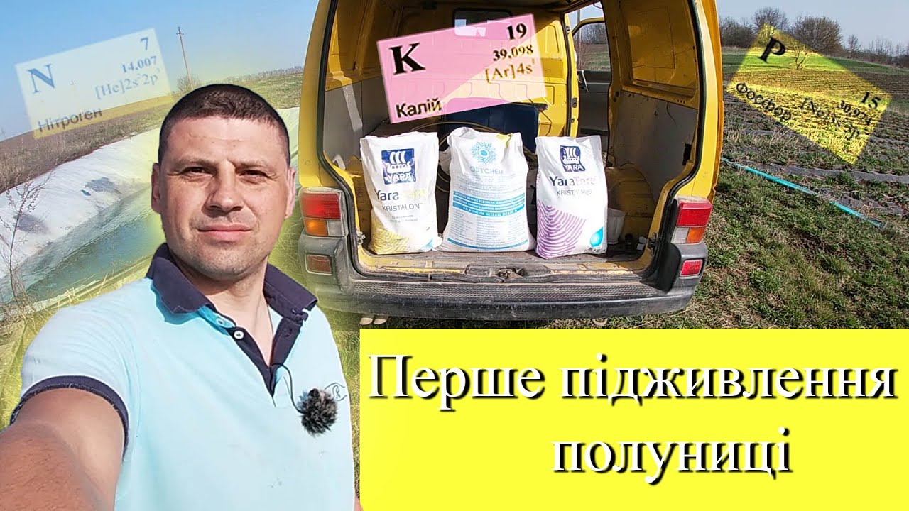 Перше підживлення полуниці