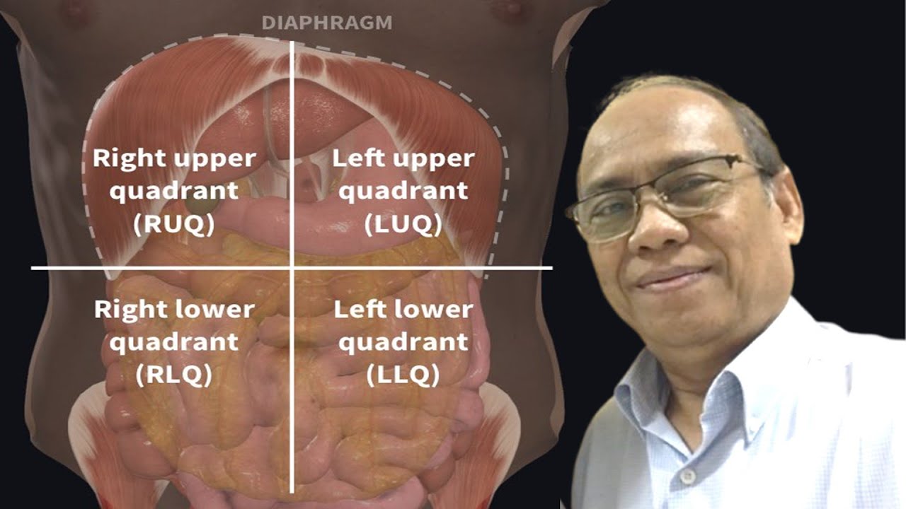 Abdomen division