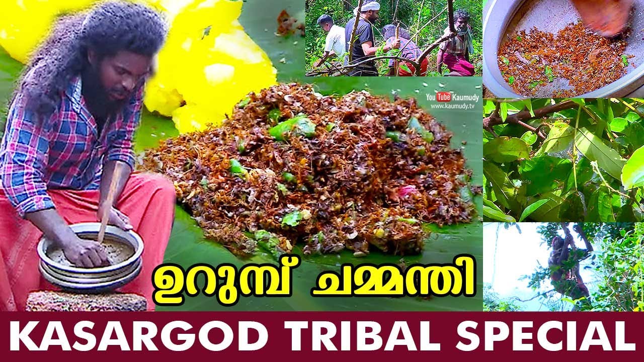 ഉറുമ്പ് ചമ്മന്തി | Urumbu Chammanthi | Ant Chutney | Kasargod Tribal Special | Salt N Pepper EP297