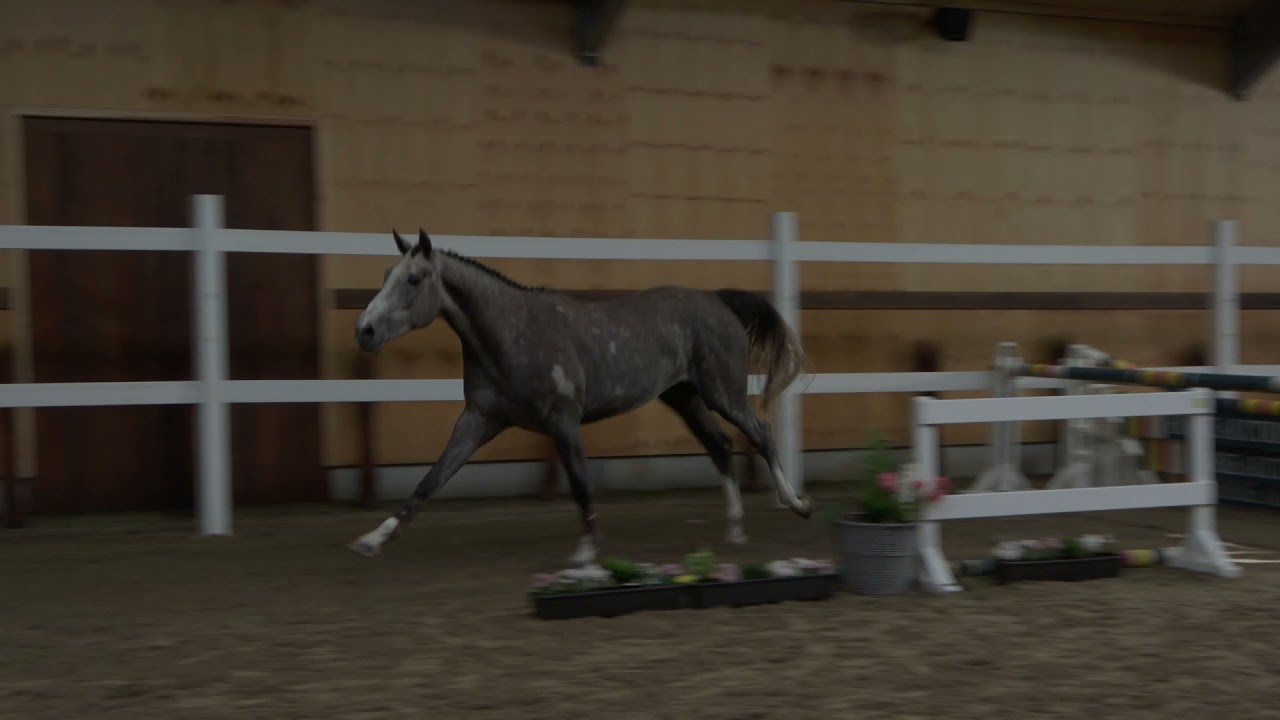 Castar vd Berghoeve Z