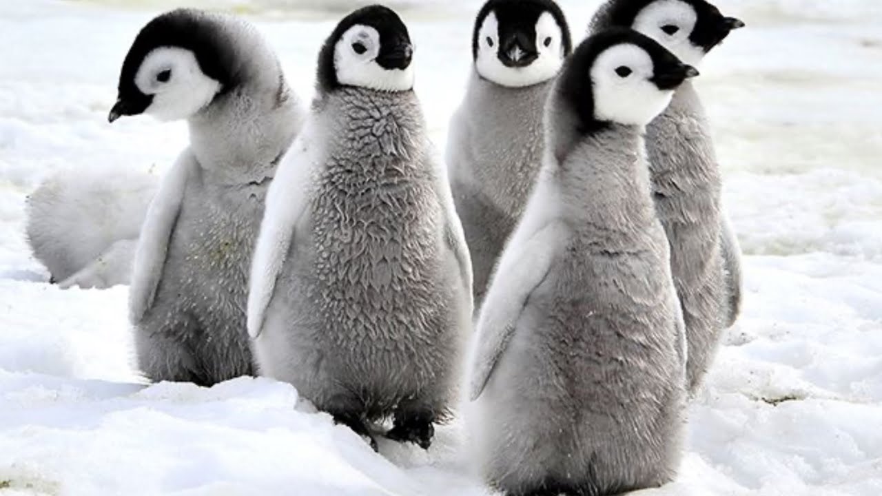 Penguin day! (Including some free ugcs!) 