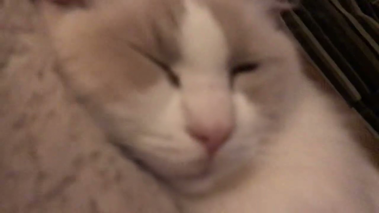 Mr( a happy cat called Octavious) is on youtube🥹🙏🏻