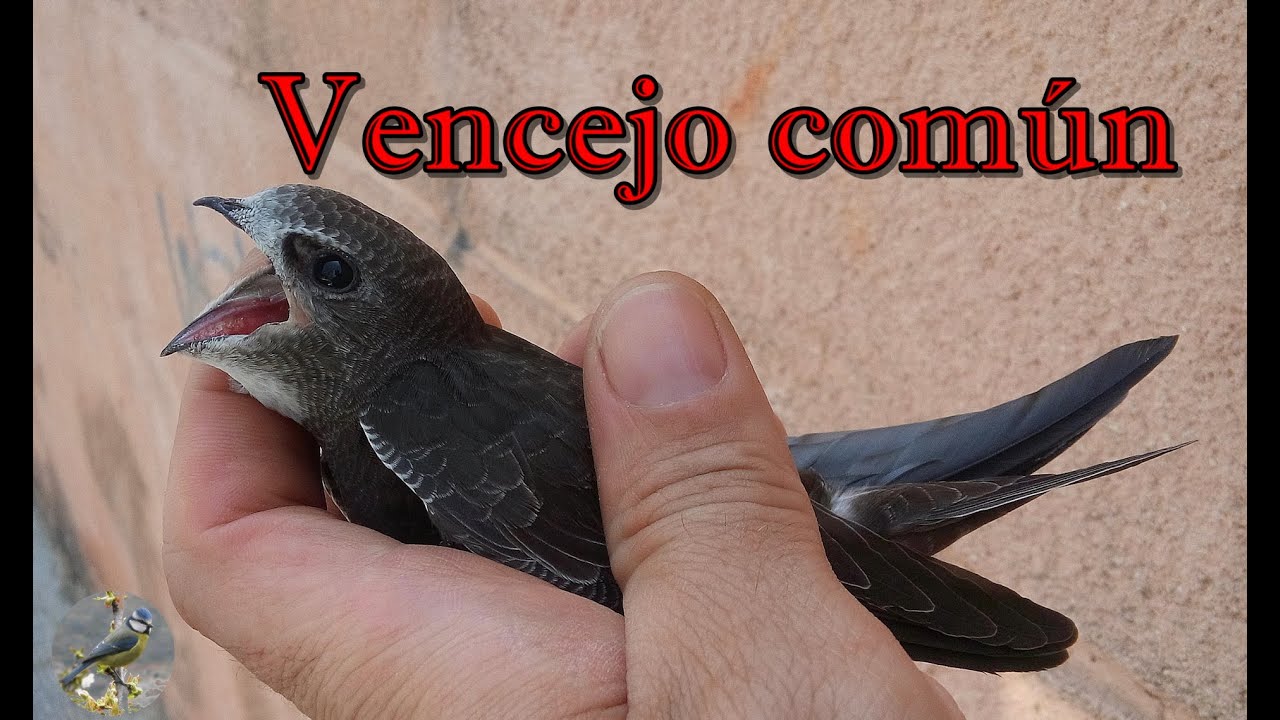 El vencejo com&uacute;n. Datos y curiosidades.(Apus apus)