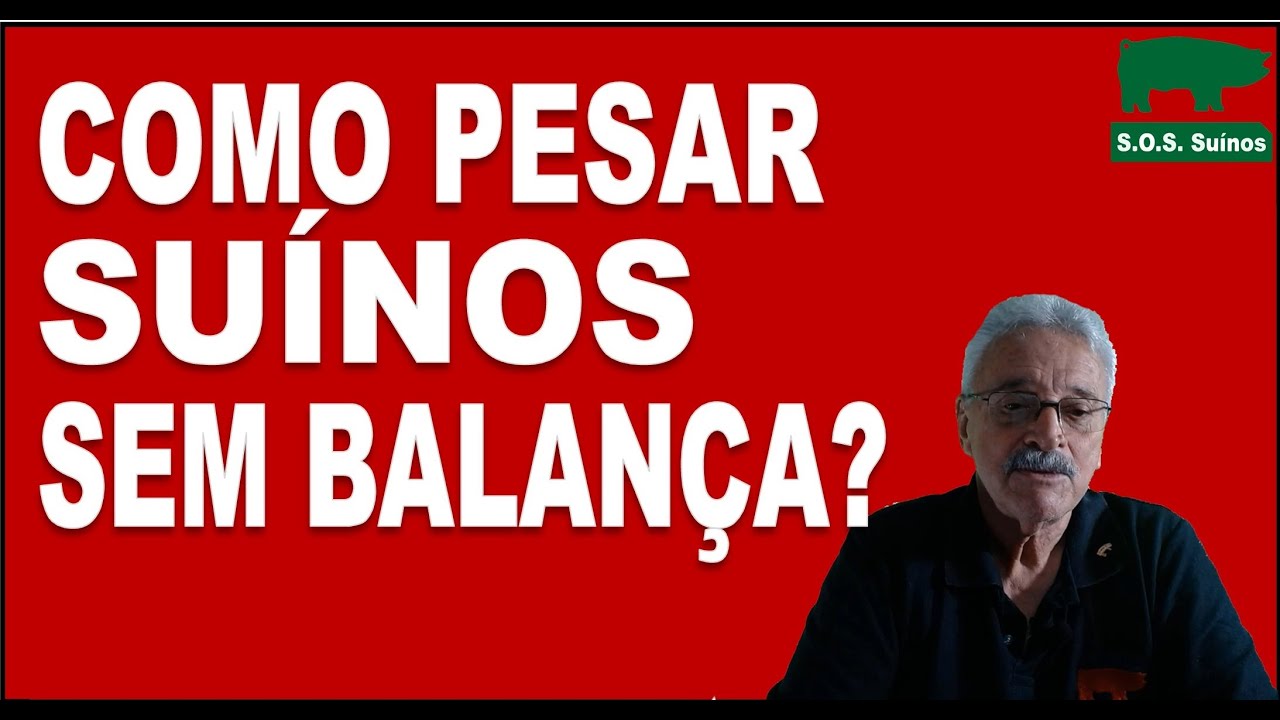 SUINOCULTURA: Como Pesar um Suíno sem Balança?