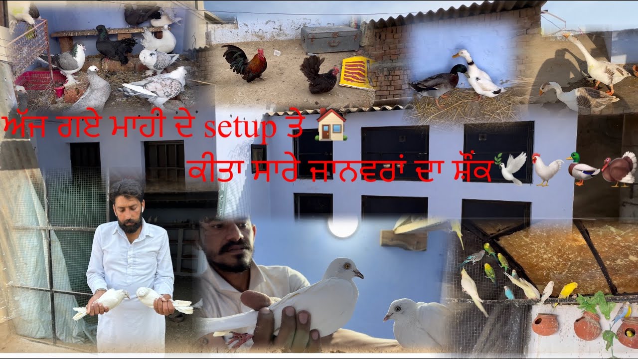 ਅੱਜ ਗਏ ਮਾਹੀ ਦੇ setup ਤੇ 🏠 ਕੀਤਾ ਸਾਰੇ ਜਾਨਵਰਾਂ ਦਾ ਸ਼ੌਂਕ🐓🦆🦃ਸੁਣੋ ਬਾਦਲ ਤੇ ਰੱਤੀ ਦੀ ਕਹਾਣੀ🕊️#kabootar