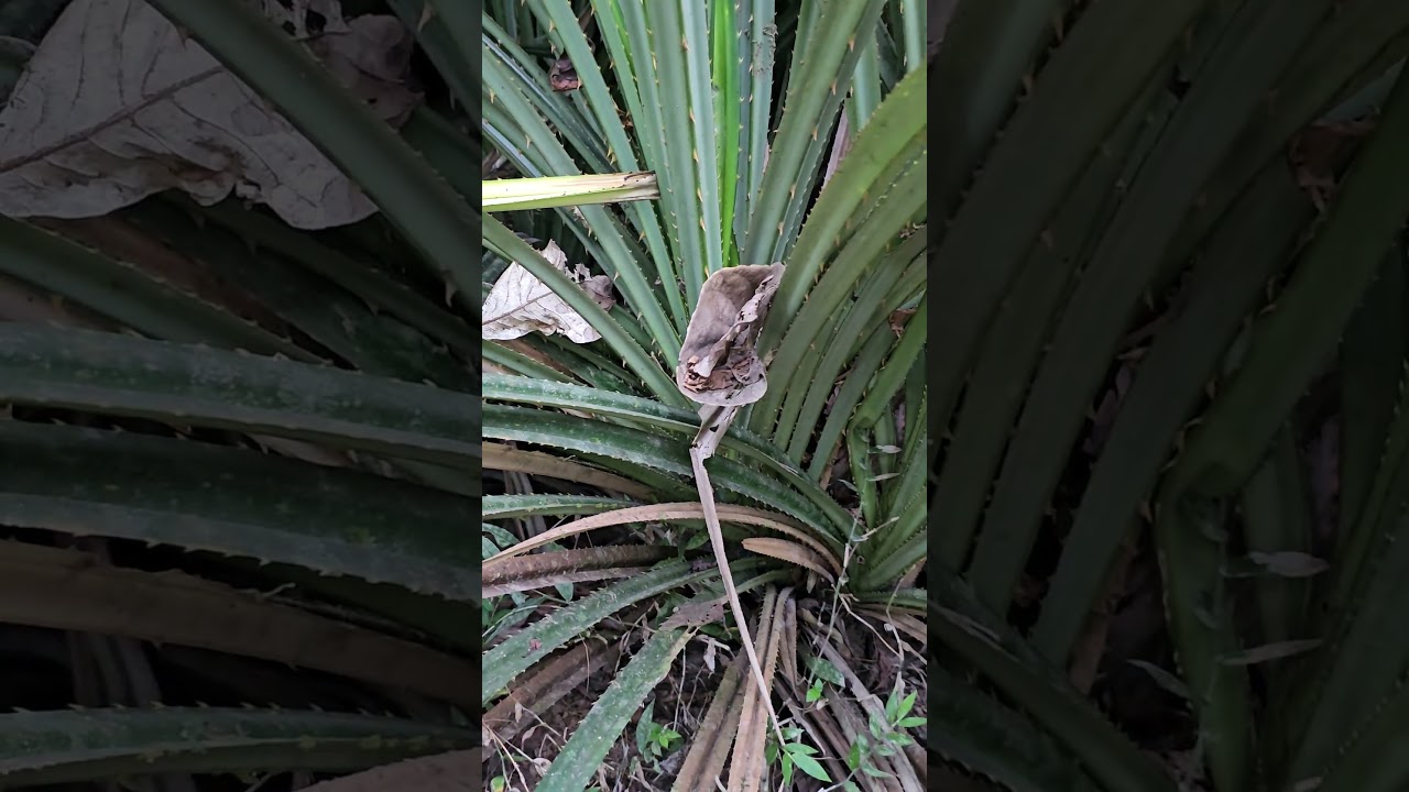 Полог леса, где преобладает Pandanus foetidus