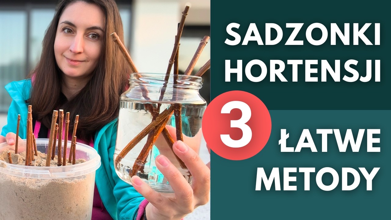 Rozmnażanie Hortensji przez Sztobry. 3 Sposoby na Darmowe Sadzonki #hortensje