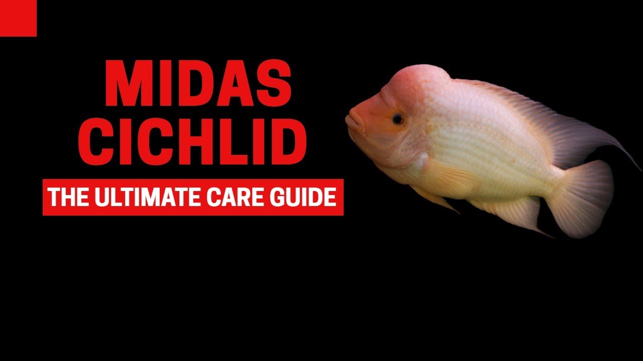 MIDAS CICHLID CARE GUIDE