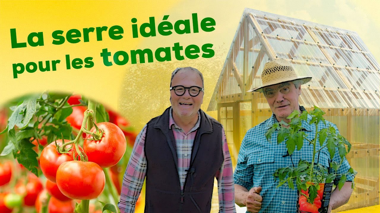 Cultiver les pieds de tomates sous serre. Tout savoir, la serre idéale et les étapes de plantation !