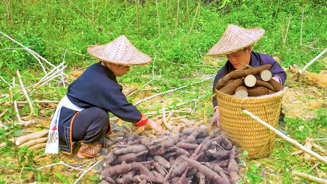 Dwarf Family Harvest Cassava and Wild Turmeric - Cooking Traditional Cassava Dishes in Countryside
