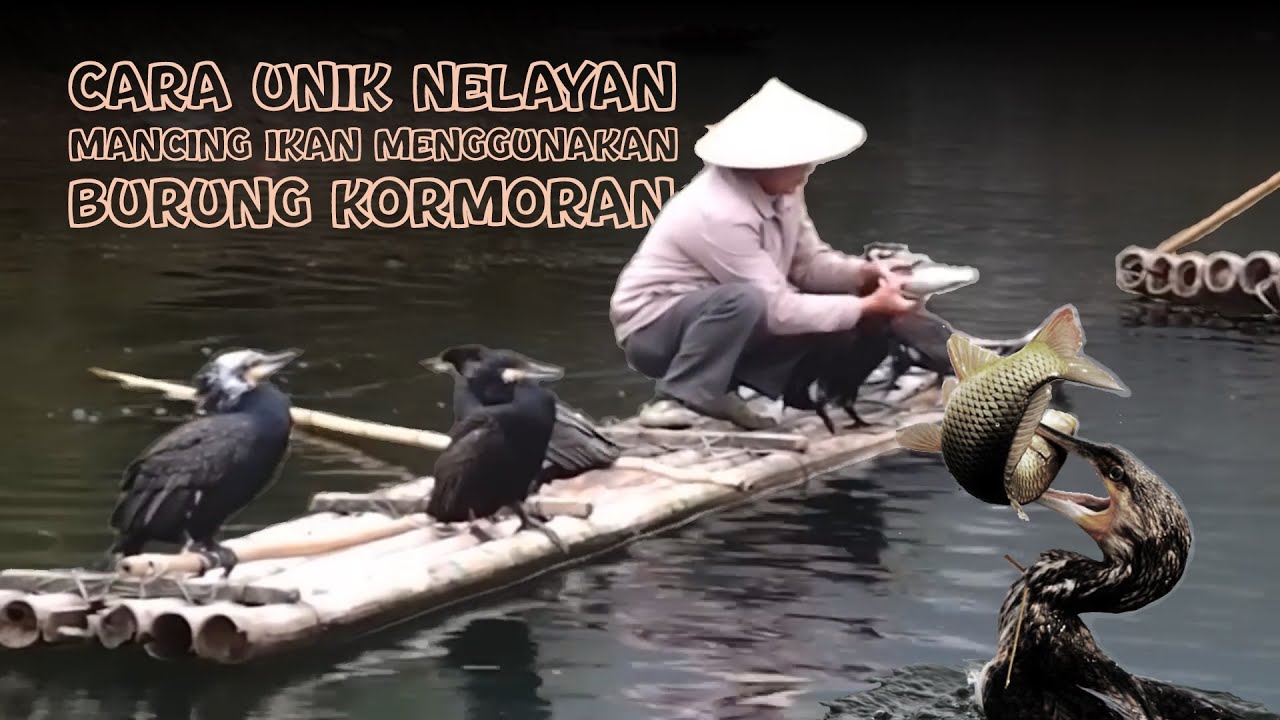 Cara unik Nelayan menangkap Ikan menggunakan burung Kormoran