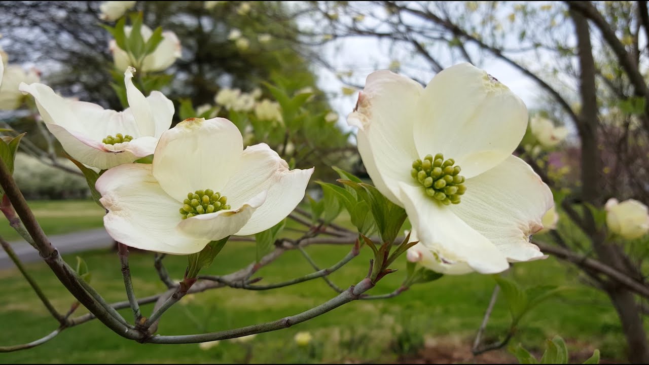 Samsung Galaxy S6 Camera: Cinematic 4K Video Test! (Ungraded)