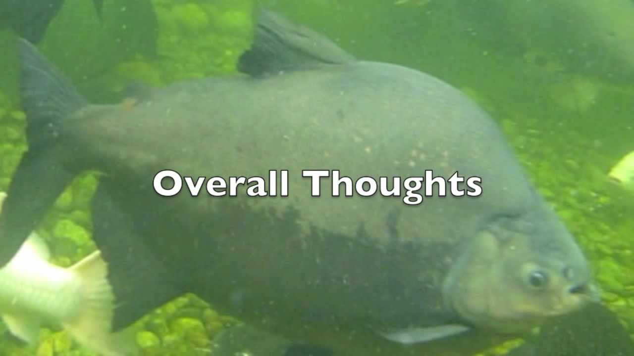 TL's Pacu Care Guide