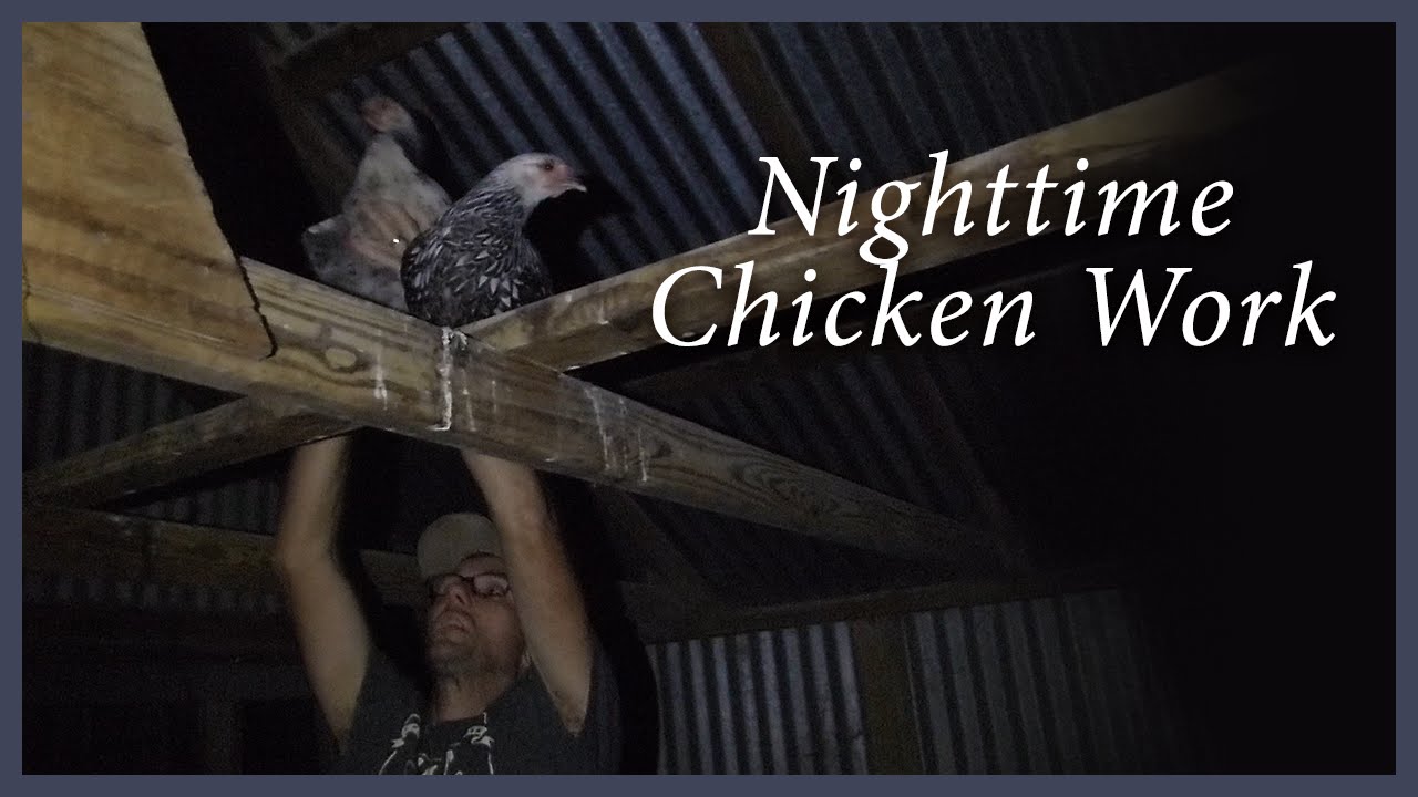 How To Introduce New Chickens To Your Existing Flock