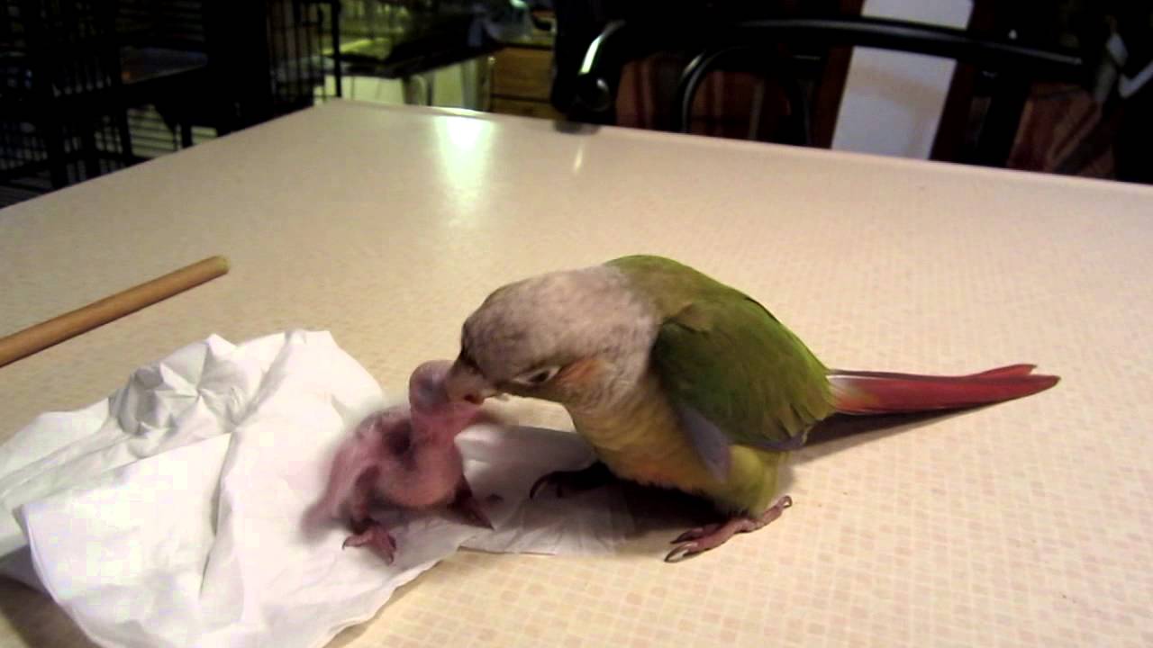 (Precious) Cinnamon Conure Feeding a 7day old Baby gcc
