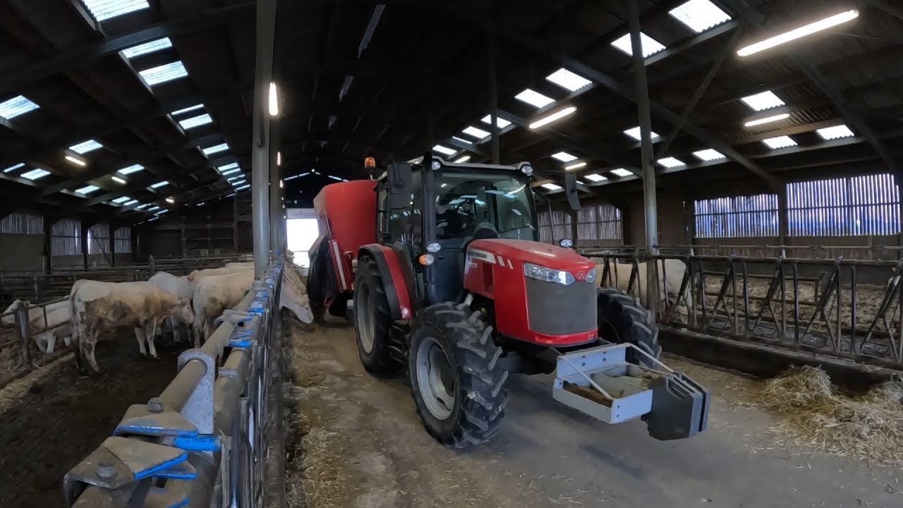 Venez avec moi nourrir les vaches