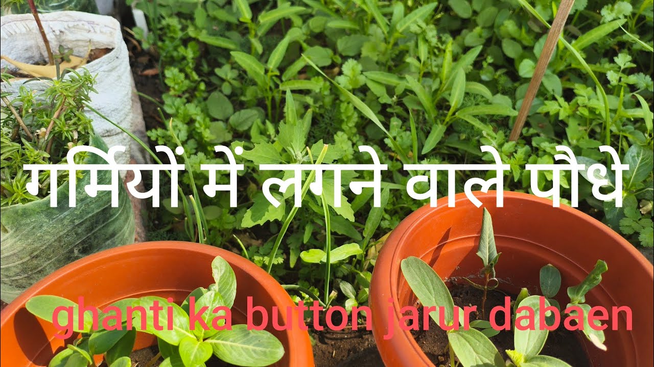 Summer plants for terrace गर्मियों में लगने वालेपौधे