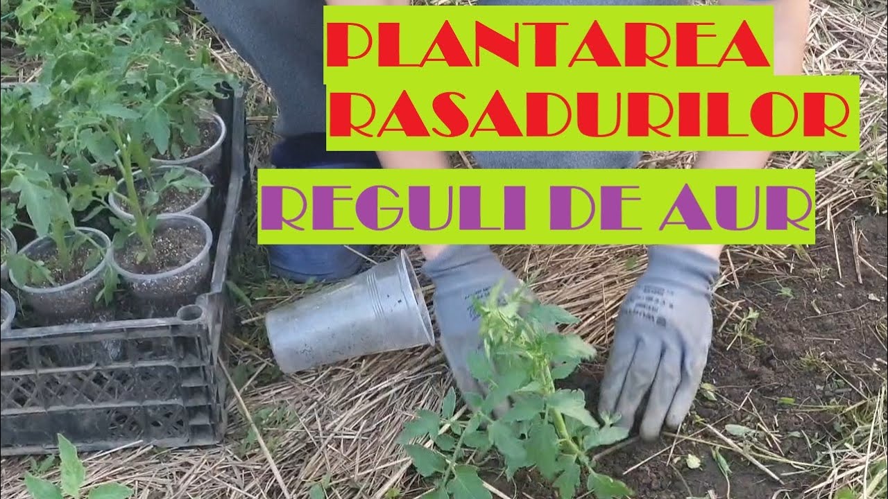 7 reguli de aur pentru plantarea răsadurilor de roșii, ardei, vinete, castraveți, dovlecei