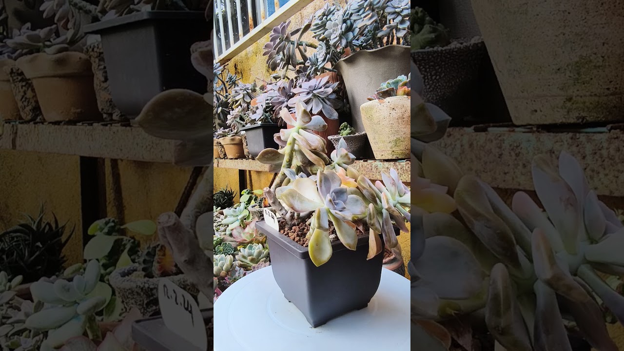 Variegated Purple Delight #succulentcollection #cns #succulentobsession #succulentcollector