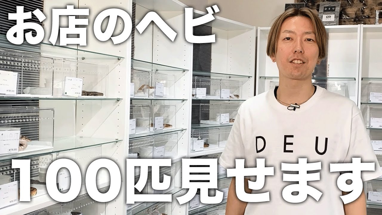 うちのヘビ100匹紹介します！ボールパイソンモルフ紹介