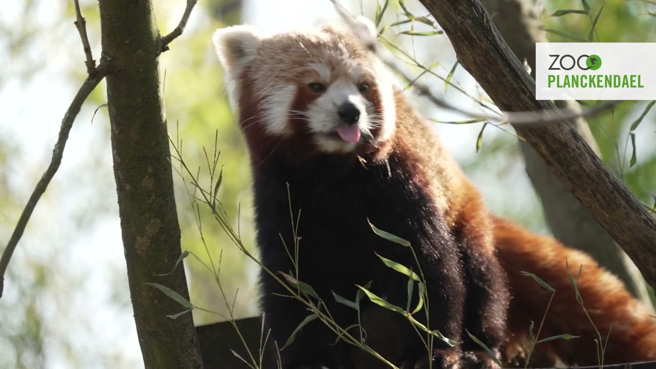 Nieuwe inwoner in ZOO Planckendael: rode panda Piia