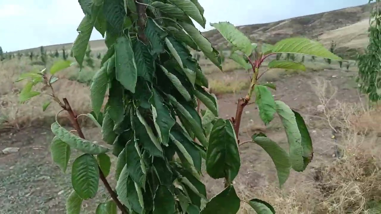 22-09-2024 Kiraz Bahçesi.