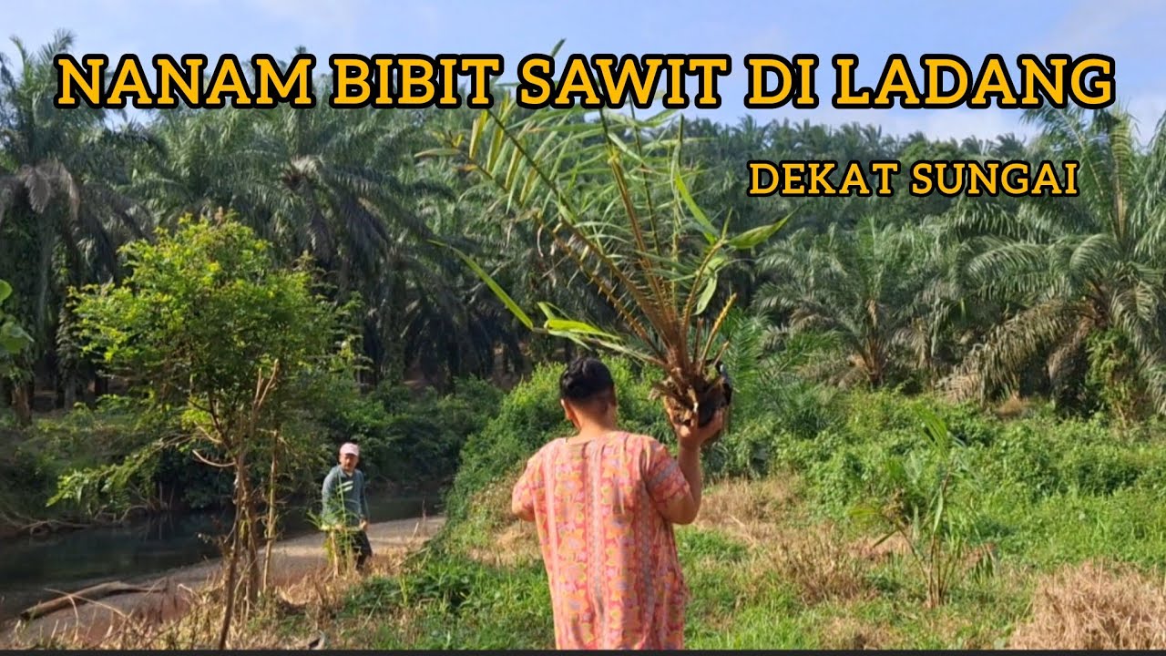 KEGIATAN SORE BANTUIN ORANG TUAKU DI LADANG, TERYATA BERAT BANGET BIBIT SAWIT