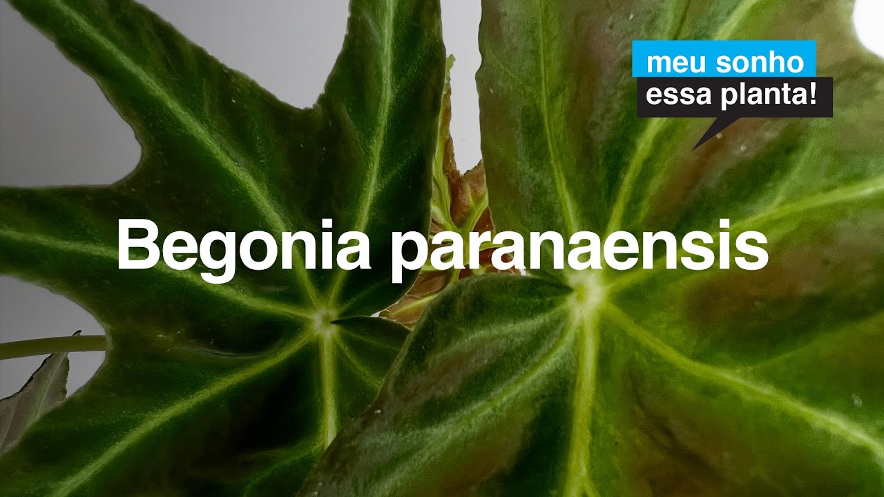 Begonia paranaensis - Planta Nativa do Brasil | Meu Sonho Essa Planta!
