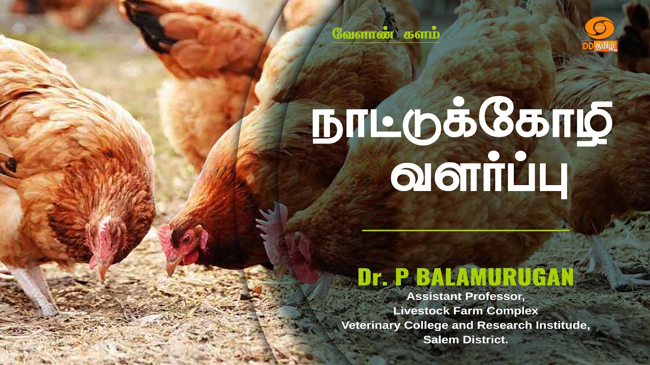 🔴Live | நாட்டுக்கோழி வளர்ப்பு - Country Chicken Farming | Velan Kalam | 1st Aug 2025