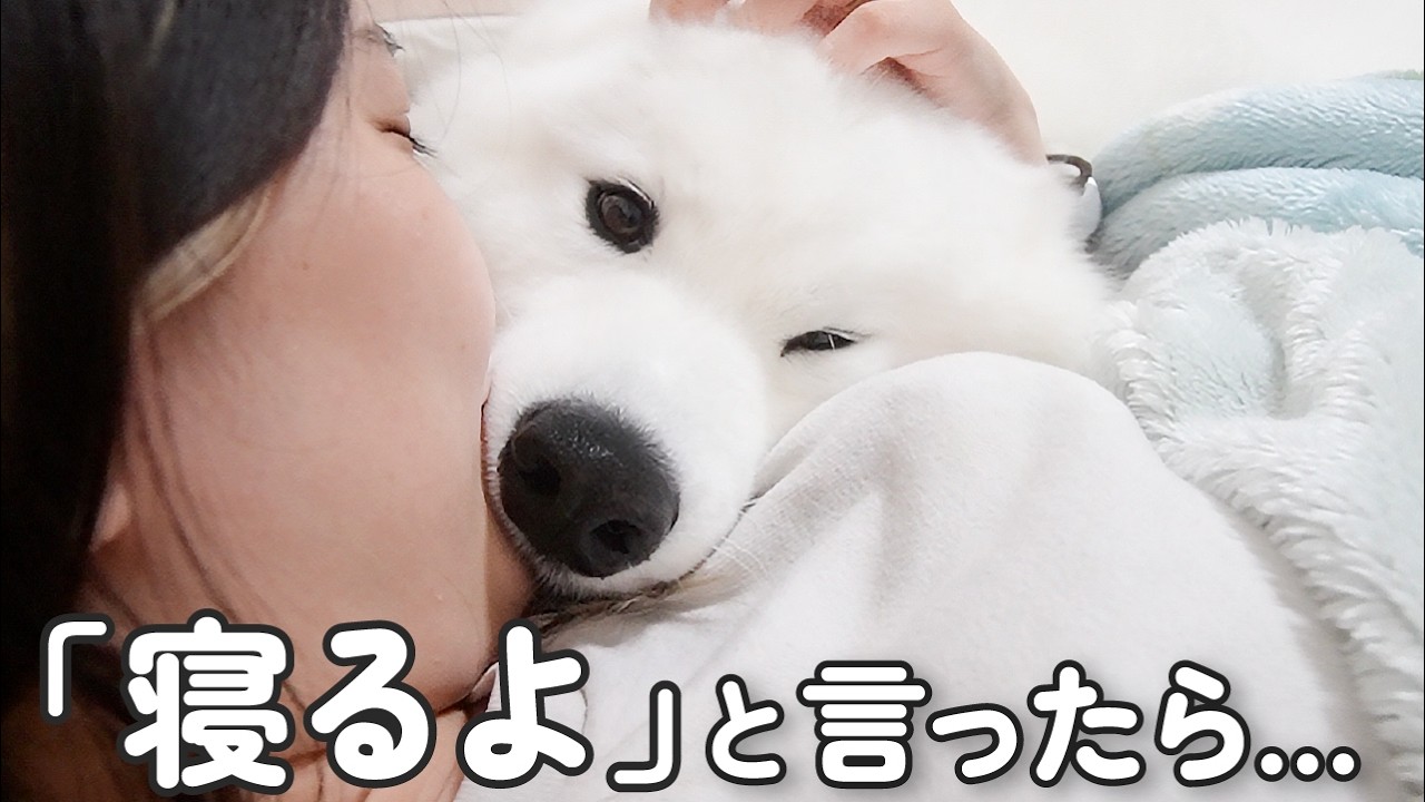 犬に「寝るよ」と言ったら寝室までついてきていつもこうなります…
