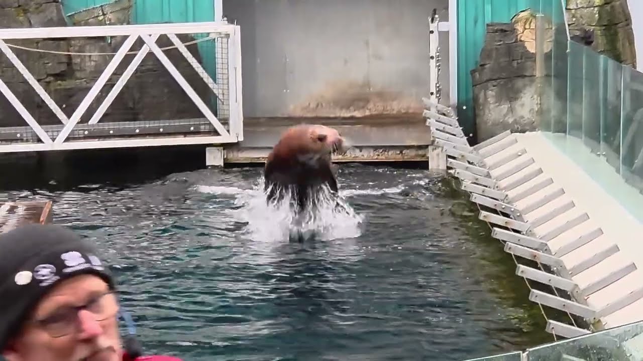 Sea lion show 2
