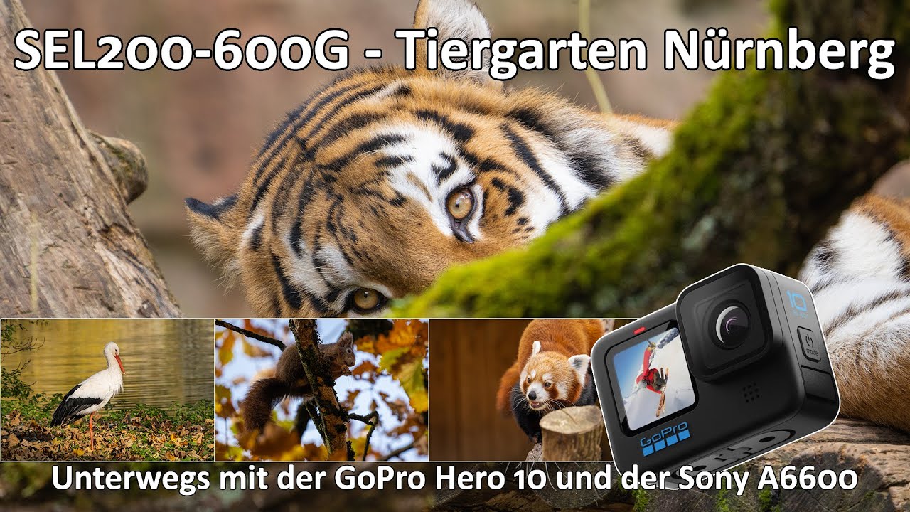 Unterwegs im Tiergarten Nürnberg - Herbstlicher Fotowalk - Sony A6600 - SEL200-600G - GoPro Hero 10