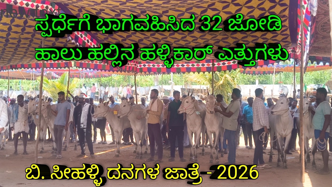 ಹಾಲು ಹಲ್ಲಿನ ಹಳ್ಳಿಕಾರ್ ಎತ್ತುಗಳು | #topquality #hallikar #viralvideo #agriculture #desicow #mandya