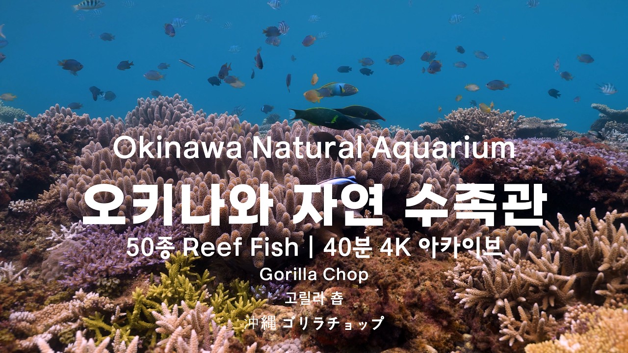 [4K] 오키나와 자연 수족관: 50종 수중 아카이브 Okinawa Natural Aquarium