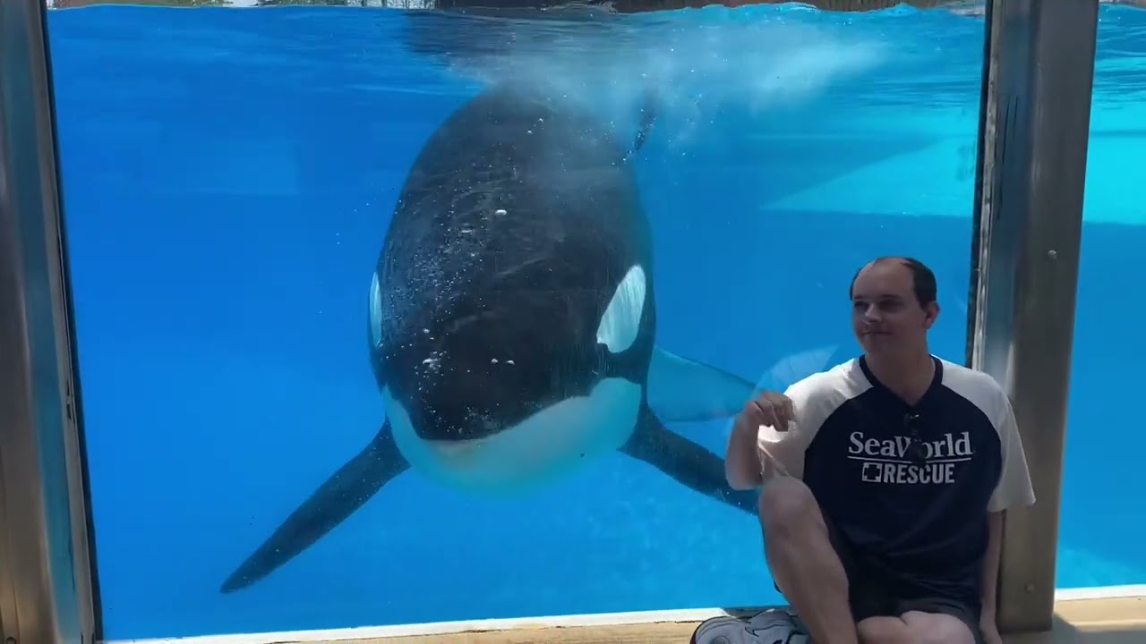 Orcas Up Close (SeaWorld Orlando) 6/2, 3, 6/2024